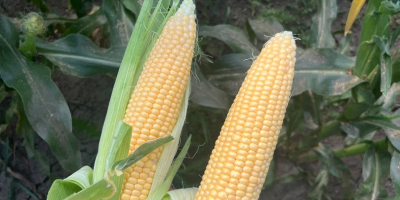 Kukurydza cukrowa (sweet corn) super słodka Kiara f1. Prosto