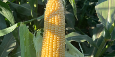 Kukurydza cukrowa (sweet corn) super słodka Kiara f1. Prosto