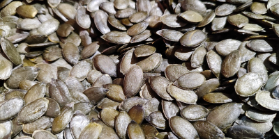 Witam. Nasza firma zajmuje się produkcją pestki dyni, czystość