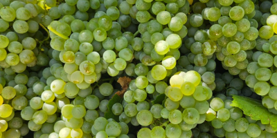 Sprzedaję winogrona DOC Pecorino doskonałej jakości. Zawartość alkoholu 19/21%.