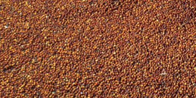 Selling red millet in stock! WhatsApp +[telefon]