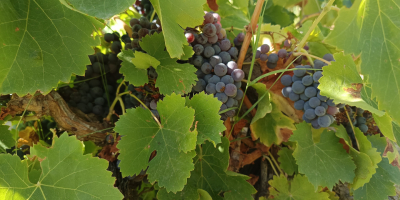 WINOGRONA GARNACHA WYSOKIEJ JAKOŚCI CZERWONE – GOTOWE DO ZBIORÓW!