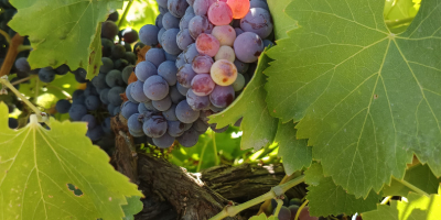 WINOGRONA GARNACHA WYSOKIEJ JAKOŚCI CZERWONE – GOTOWE DO ZBIORÓW!