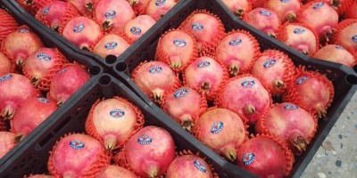 Eksport świeżych granatów z Uzbekistanu, opakowanie: plastikowe pudełko, karton