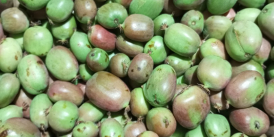 Sprzedam owoce mini kiwi. Tegoroczny zbiór. Odmiana Bingo.