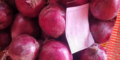 Organiczna czerwona cebula łagodzi wiele chorób, w tym przeziębienie,