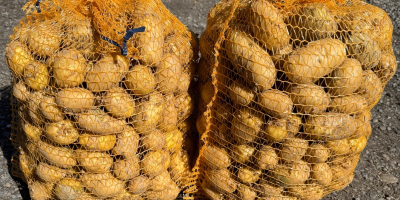 Sprzedam ziemniaki jadalne Soraya pakowane w big bagi luzem