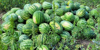 Lokalny producent, sprzedaje arbuzy prosto z pola, duże ilości.