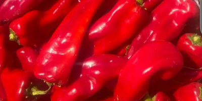 Świeże owoce i warzywa prosto od tureckich producentów –
