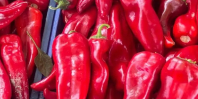 Świeże owoce i warzywa prosto od tureckich producentów –