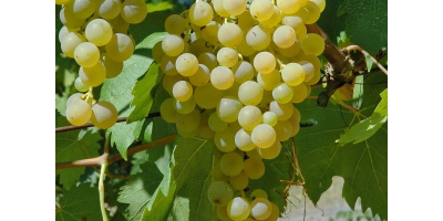 Sprzedaję certyfikowane białe winogrona Frascati DOC Malvasia i Trebbiano,