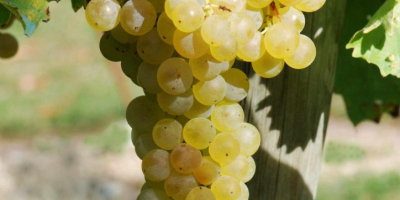 Sprzedaję certyfikowane białe winogrona Frascati DOC Malvasia i Trebbiano,