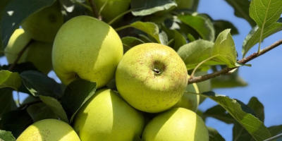 Jabłka klasy 1, odmiany Red Delicious i Golden Delicious,