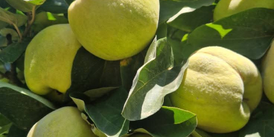 FIA GOGOT FRUIT WPROWADZA NA RYNEK NOWY OWOC WYBORU