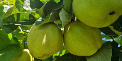 FIA GOGOT FRUIT WPROWADZA NA RYNEK NOWY OWOC WYBORU