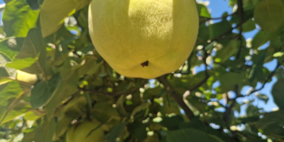 FIA GOGOT FRUIT WPROWADZA NA RYNEK NOWY OWOC WYBORU