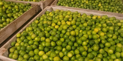 Produkt: Wapno, kategoria II Rozmiary: 36, 42, 48, 54,
