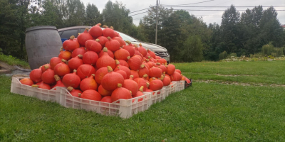 Posiadam na sprzedaż świeżo zebrana dynię hokkaido z własnej