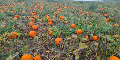 Witam. Sprzedam dynie typ Hallowen. kaliber 1-3kg, 3-12kg. Ilości