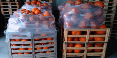 Witam. Sprzedam dynie typ Hallowen. kaliber 1-3kg, 3-12kg. Ilości