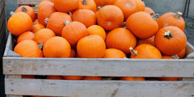 Witam. Sprzedam dynie typ Hallowen. kaliber 1-3kg, 3-12kg. Ilości