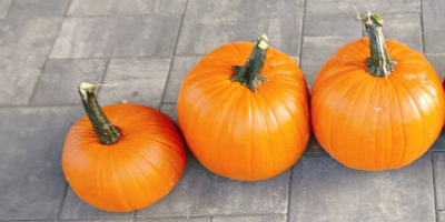 Witam. Sprzedam dynie typ Hallowen. kaliber 1-3kg, 3-12kg. Ilości