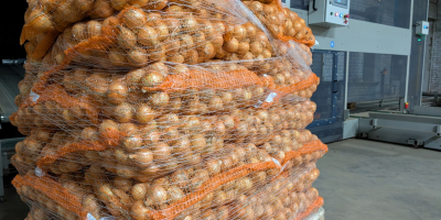 Oferujemy szeroki wybór cebuli: żółtej, czerwonej i szalotki. Produkty