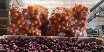 Oferujemy szeroki wybór cebuli: żółtej, czerwonej i szalotki. Produkty