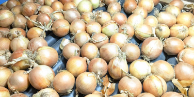 Oferujemy szeroki wybór cebuli: żółtej, czerwonej i szalotki. Produkty
