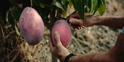 Organiczne mango uprawiane na tropikalnym wybrzeżu Granady w sposób