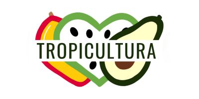 Organiczne mango uprawiane na tropikalnym wybrzeżu Granady w sposób