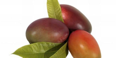Organiczne mango uprawiane na tropikalnym wybrzeżu Granady w sposób