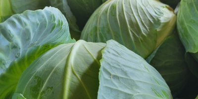 Sprzedam kapustę białą na sztuki lub kilogramy. Więcej informacji
