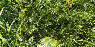 Świeże melony, lokalny producent, sprzedawane bezpośrednio z pola, pole