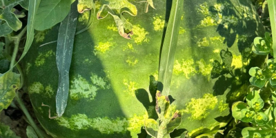 Świeże melony, lokalny producent, sprzedawane bezpośrednio z pola, pole