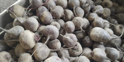 I m selling BEETROOT, Monty variety, certified organic, in