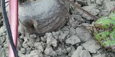 I m selling BEETROOT, Monty variety, certified organic, in