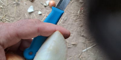Sprzedam cebulę nadającą się na worek z cienką szyjką,