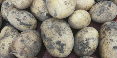 Sprzedam ładny, smaczny, żółty ziemniak Queen Anna z żółtej