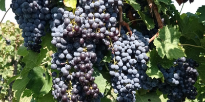 Winogrona. Merlot, Malvasia, Trebbiano Toscano. okolice Cerveteri.