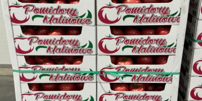 Witam! Pomidor Malinowy 2B/3B/4B Ilości calosamochodowe. Stawiamy na jakość!