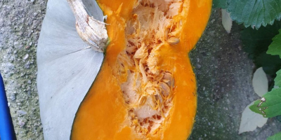 Dynia – prosto od producenta Dostępna od ręki Odmiana/Typ: