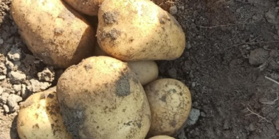 Sprzedam ziemniaki Queen Anna. Pakowane po 15 kg bądź