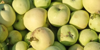 Jabłka GÁLA i GOLDEN na palinkę i puree na