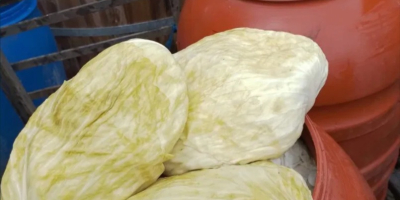 Kapusta płaska 0,40 €/kg Kiszona kapusta płaska 0,80 €/kg