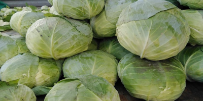 Kapusta płaska 0,40 €/kg Kiszona kapusta płaska 0,80 €/kg