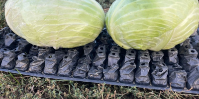 Kapusta płaska 0,40 €/kg Kiszona kapusta płaska 0,80 €/kg