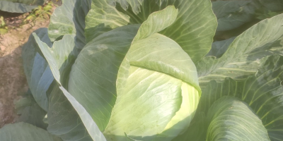 Witam posiadam na sprzedaż kapuste białą poznią, marchew i