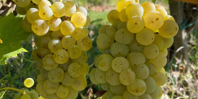 Sprzedaż winogron premium – region winiarski Kutjevo. Świeżo zebrane
