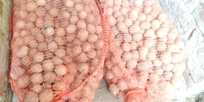 Posiadam na sprzedaż ziemniaki pakowane w worki po 25